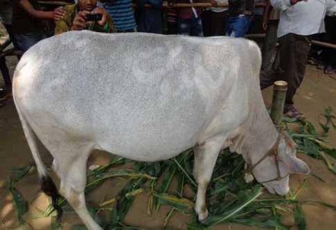 গাভীর শরীরে \\\'আল্লাহ\\\' লেখা!